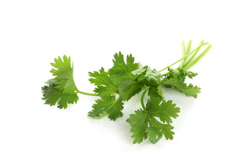 Sprigs of aromatic cilantro isolated on white