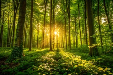 Obraz premium Serene Sunrise in Lush Green Forest: Tranquil Sunlight Beams Through Tall Trees, Illuminating Vibrant Undergrowth.