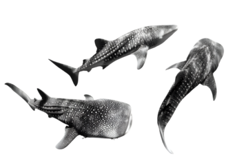 Set of whale sharks swimming isolated on transparent background
