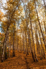 Fototapeta premium Picturesque birch grove in the mountains on an autumn day