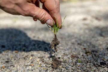 Unkraut im Garten von Hand entfernen