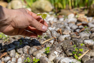 Unkraut im Garten von Hand entfernen
