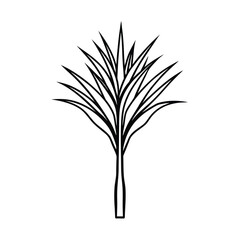 Minimalist Black and White Yucca Sketch