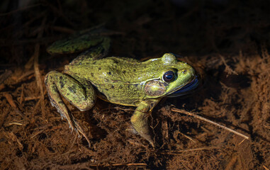 Green frog