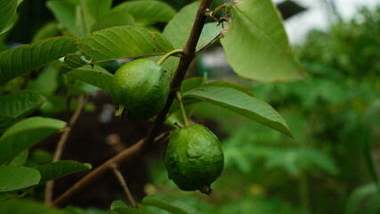 Beautiful Guava Tree