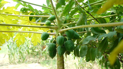 Beautiful Papaya Tree