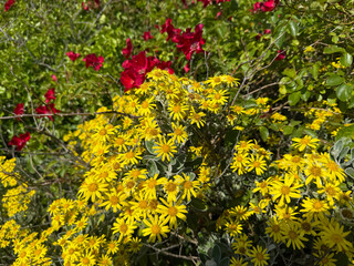 Bright yellow wildflowers bloom beside vivid red roses in a vibrant summer garden scene