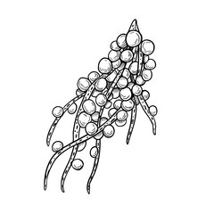 Acai berries bunch black white vector illustration. Fresh amazon small purple berries, tropical fruit hand drawn ink. Superfood plant line art for wrapping, packaging, label, kitchen utensil.