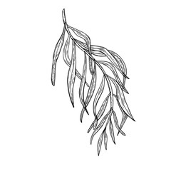 Palm leaves of acai tree outline vector illustration isolated on white. Silhouette of tropical palm frond, exotic leaf hand drawn. Black white leaves for wrapping, packaging, label, kitchen utensil.