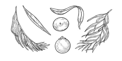 Clipart of acai berries, palm leaves black white vector illustration isolated on white. Superfood purple berries, palm fronds hand drawn outline. Design element for wrapping, packaging, label.