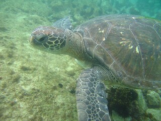 sea turtle swimming in the sea