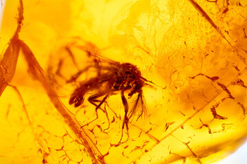 Fly trapped in amber. detail texture background. close-up raw rough unpolished semi-precious gemstone