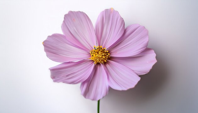 elegant pale lavender cosmos flower on a white background emphasizing its delicate beauty and simplicity - Powered by Adobe