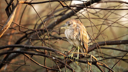 Small bird perched on dry tangled branches at golden hour