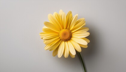 minimalistic composition featuring ultrabright summer colors like watermelon tangerine lemon and lime