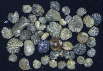 Assorted foraminifera shells under magnification showing various fossil microfauna shapes and...