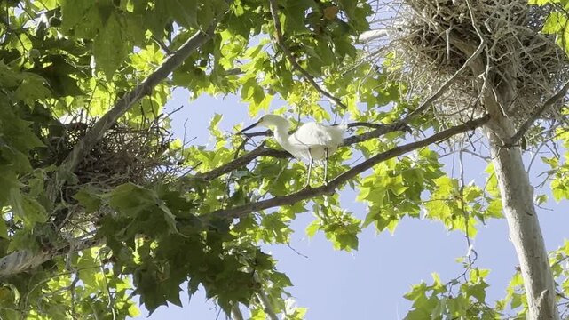 Egret passes stick to mate and grooms itself