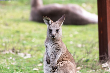 Photograph of a baby Kangaroo standing on grass in the midday sunshine in Capertee Valley in the Wollemi National Park in the Central Tablelands of NSW, Australia.