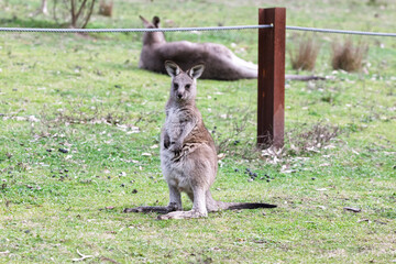 Obraz premium Photograph of a baby Kangaroo standing on grass in the midday sunshine in Capertee Valley in the Wollemi National Park in the Central Tablelands of NSW, Australia.