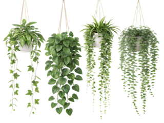 Four hanging plants with trailing vines in white pots against a transparent background studio shot
