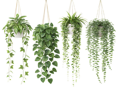 Four hanging plants with trailing vines in white pots against a transparent background studio shot
