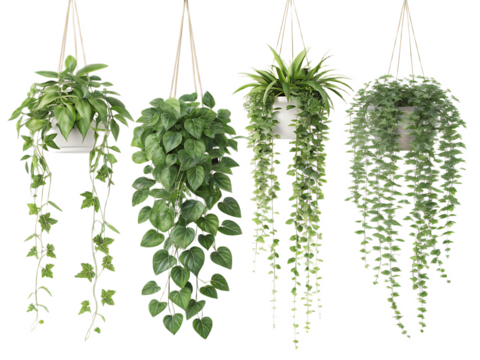 Four hanging plants with trailing vines in white pots against a transparent background studio shot