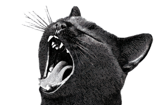 Yawning Black Cat In Vintage Engraving. Expressive Feline Illustration Isolated On Transparent Background