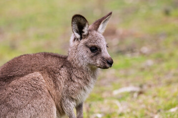 Photograph of a baby Kangaroo standing on grass in the midday sunshine in Capertee Valley in the Wollemi National Park in the Central Tablelands of NSW, Australia.