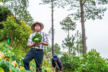 Portrait of a young Latino farmer in a vegetable field. He shows a cabbage he has harvested.