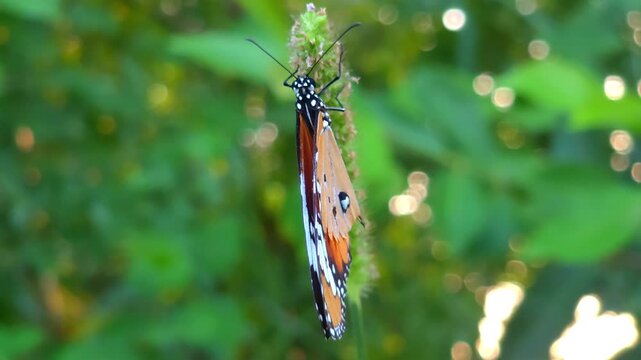 Plain Tiger Butterfly [Danaus chrysippus] Flying Over Grass &ndash; 240fps Slow Motion 4K Footage