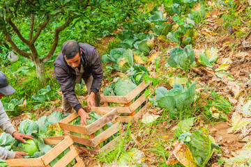 Farmer arranges harvested cabbages in wooden crates for transport to local markets.