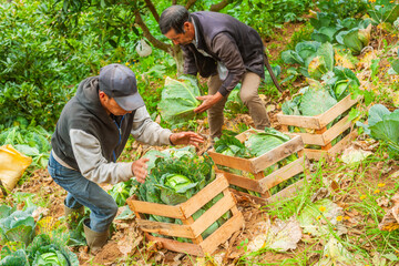 Farmer arranges harvested cabbages in wooden crates for transport to local markets.