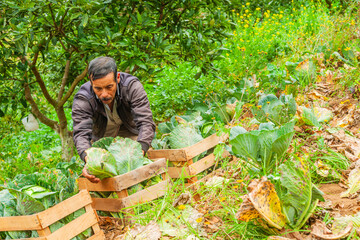 Farmer arranges harvested cabbages in wooden crates for transport to local markets.