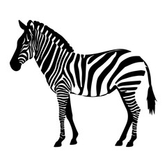 Detailed Zebra Animal with Stripes Vector Illustration