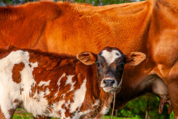 A calf drinks milk from its mother's udder. Orange cows in a field.