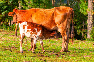 A calf drinks milk from its mother's udder. Orange cows in a field.