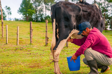 A farmer milks a black cow and extracts milk for his family's consumption. He uses a blue plastic bucket to collect the milk.