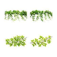 A lush collection of green vines and branches isolated on transparent background