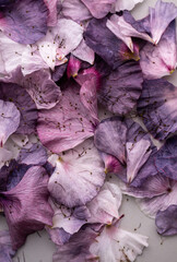 Obraz premium Close up of Delicate Pink and Purple Flower Petals