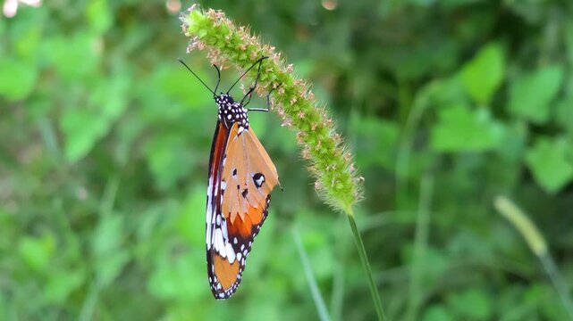 Plain Tiger Butterfly [Danaus chrysippus] Flying Over Grass &ndash; 240fps Slow Motion 4K Footage