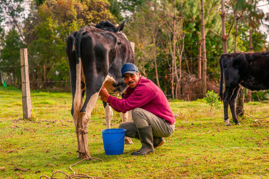 A farmer milks a black cow and extracts milk for his family's consumption. He uses a blue plastic bucket to collect the milk.