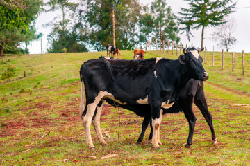 A group of cows graze in the mountains. The cold weather shows a cloudy landscape.