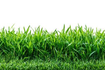 Fototapeta premium Vibrant grass growth in nature close-up view of green landscape. Isolated on transparent background, png.