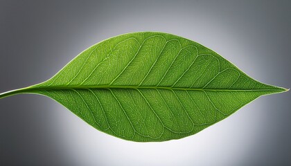 vivid green leaf with detailed veins on minimalist grey background nature s beauty