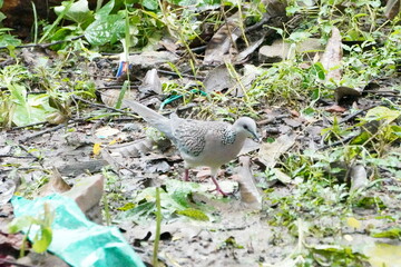A dove bird on the forest floor