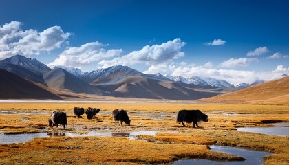 yaks graze peacefully across the golden grasslands of zoige marsh in amdo tibet with distant mountains creating a serene pastoral landscape in greater tibet