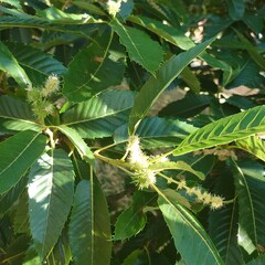 Obraz premium close up of a chestnut
