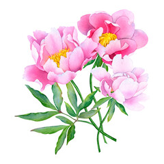 Fototapeta premium Delicate Pink Peonies in Watercolor A Floral Art Composition of Beauty Elegance and Romance Painting