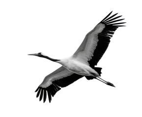 Obraz premium Majestic crane in flight nature scene black and white photography. Isolated on transparent background, png.