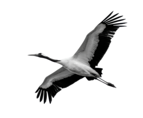 Majestic crane in flight nature scene black and white photography. Isolated on transparent background, png.